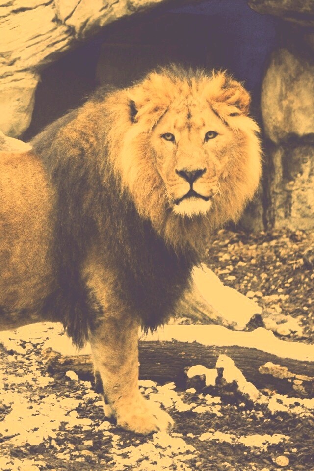 Красивый лев в лесу обои
