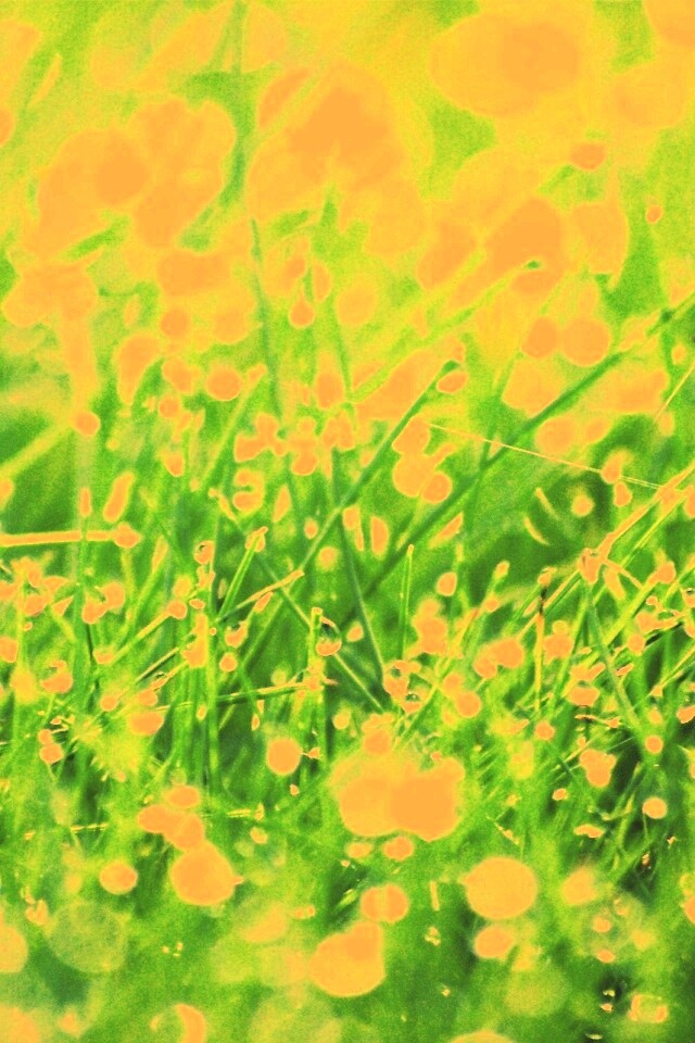 Трава в росе обои