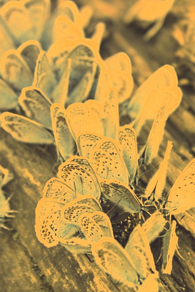 Голубые бабочки обои