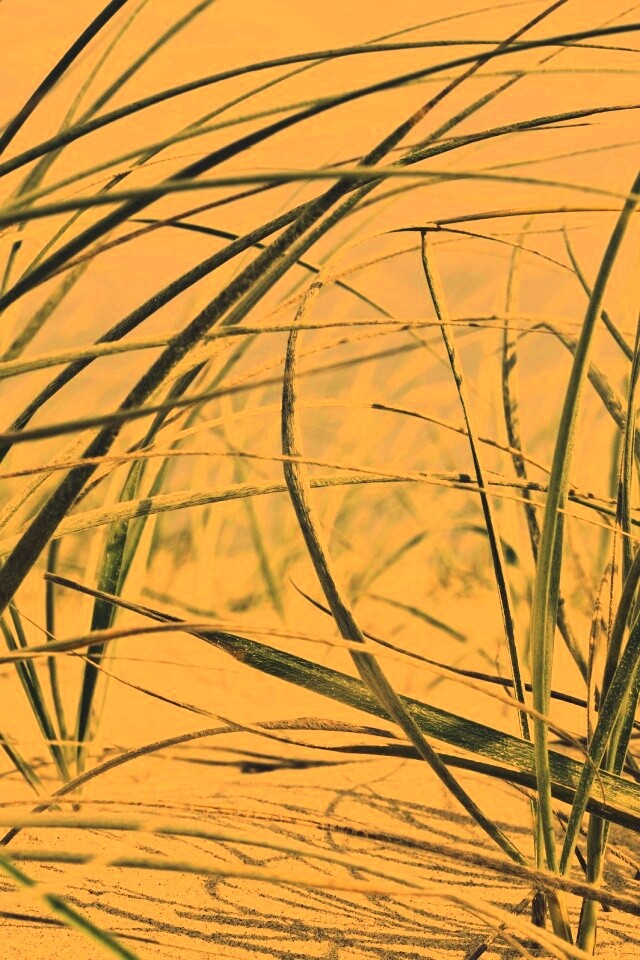 Трава на песке обои