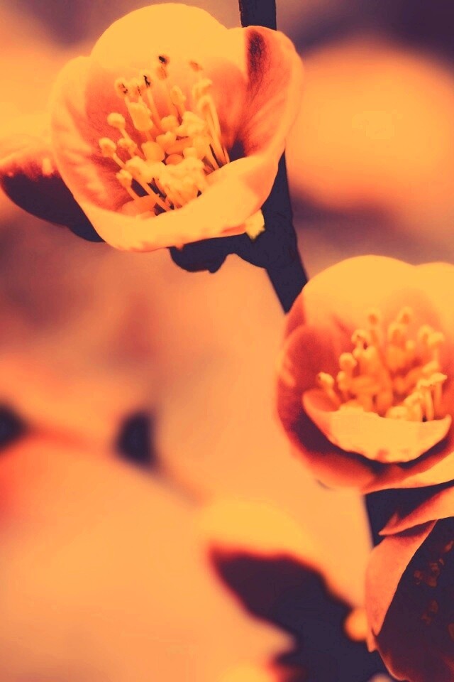 Великолепный цветок обои