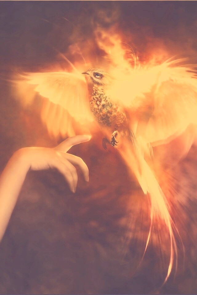 Феникс обои