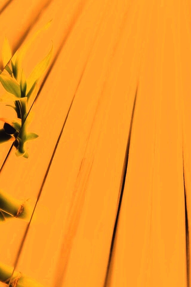 Белый росток обои