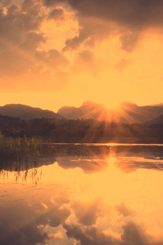 Закат за лесом обои