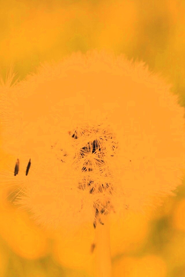 Одуванчик обои