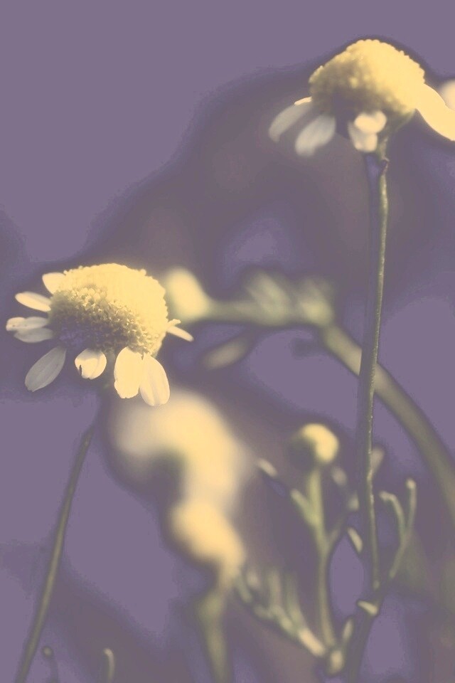 Стремный лепестун обои