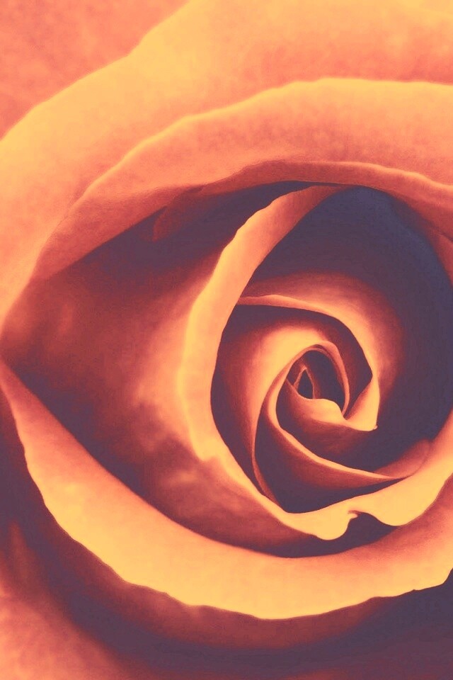 Красивая розовая роза обои