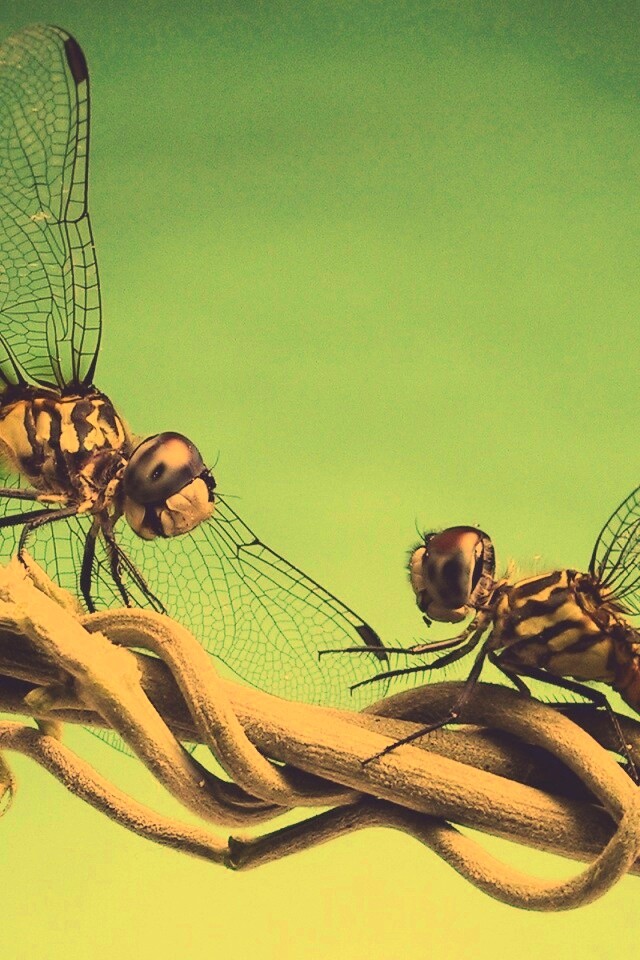 Две стрекозы обои