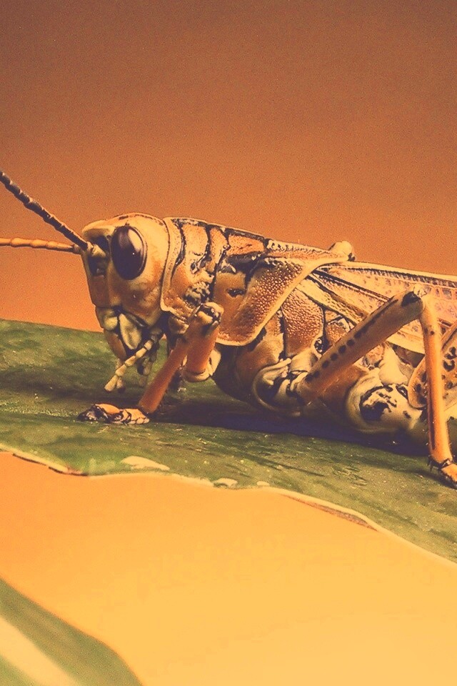 Сверчек на листе обои