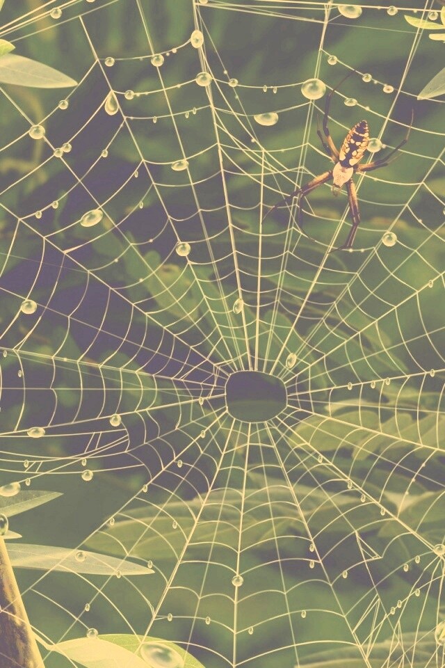 Паутина и паук обои