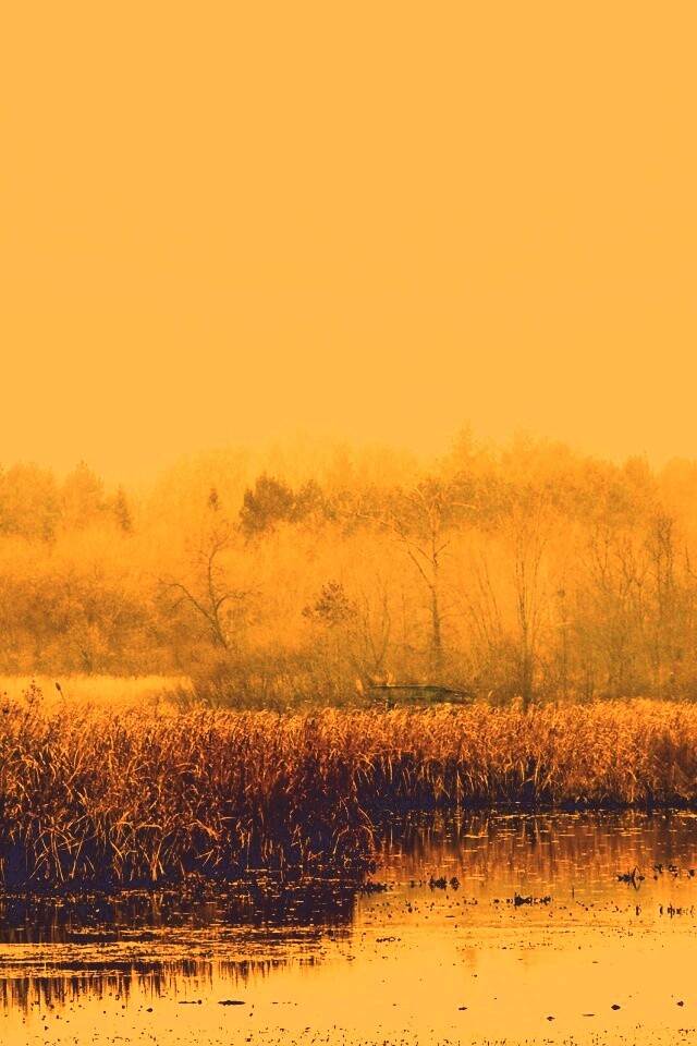 Живописные болота обои