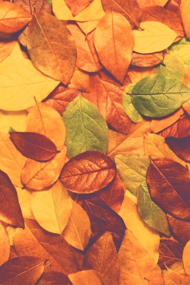 Цветной ковёр из листьев обои