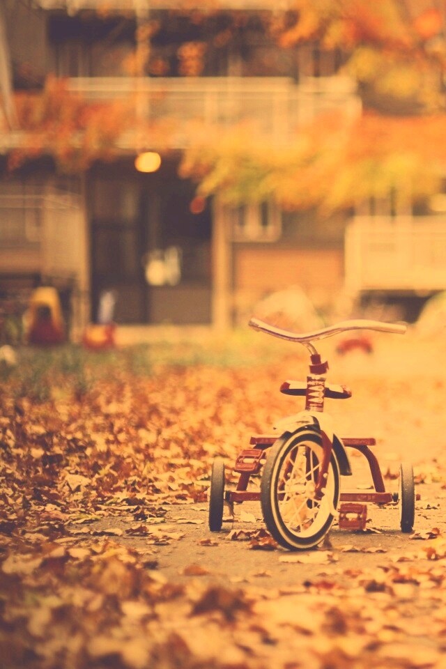 Трёхколёсный друг на осенней дорожке обои