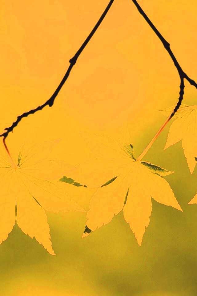 Зелёные листья обои