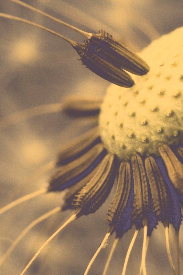 Лысеющий одуванчик обои