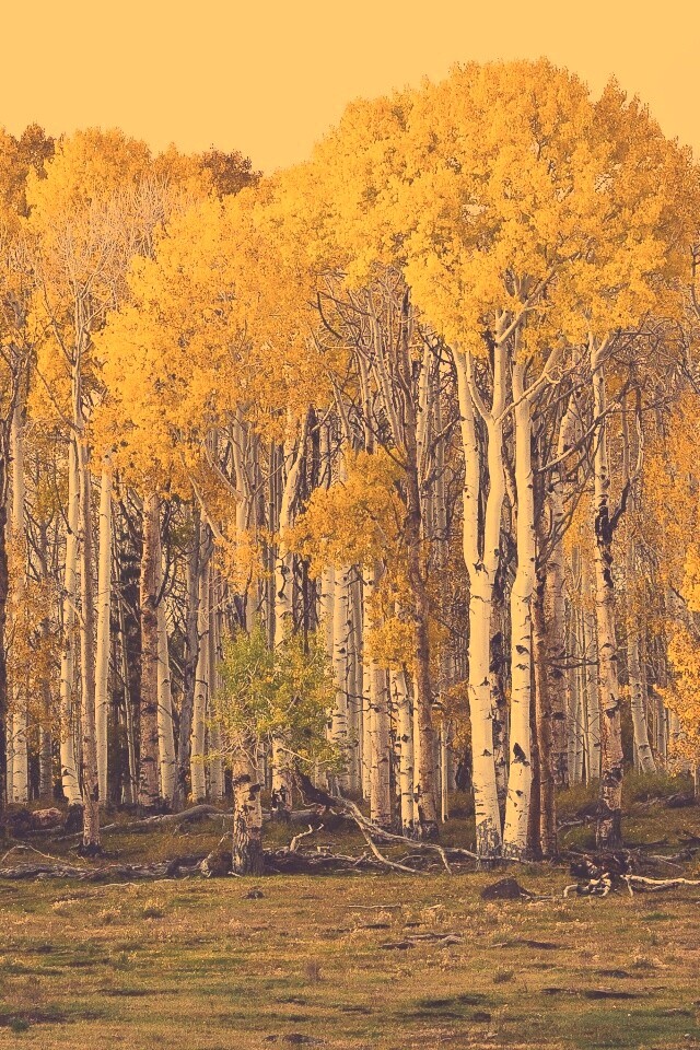 Пожелтевшая березовая роща обои