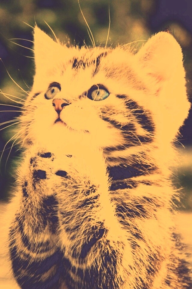 Непередаваемо прелестный котенок сложил лапки обои