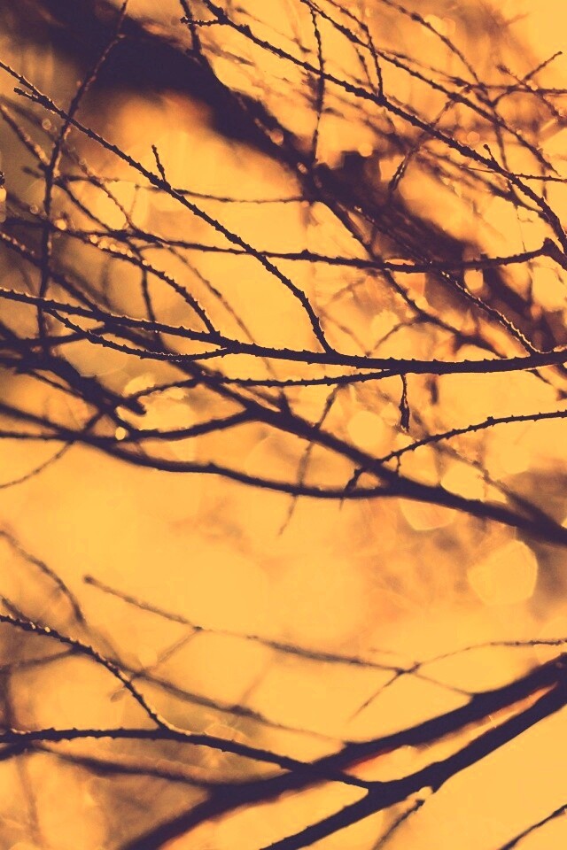 Мокрые ветви дерева обои