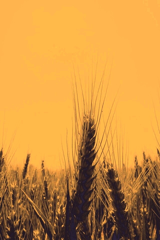 Колосья в поле обои