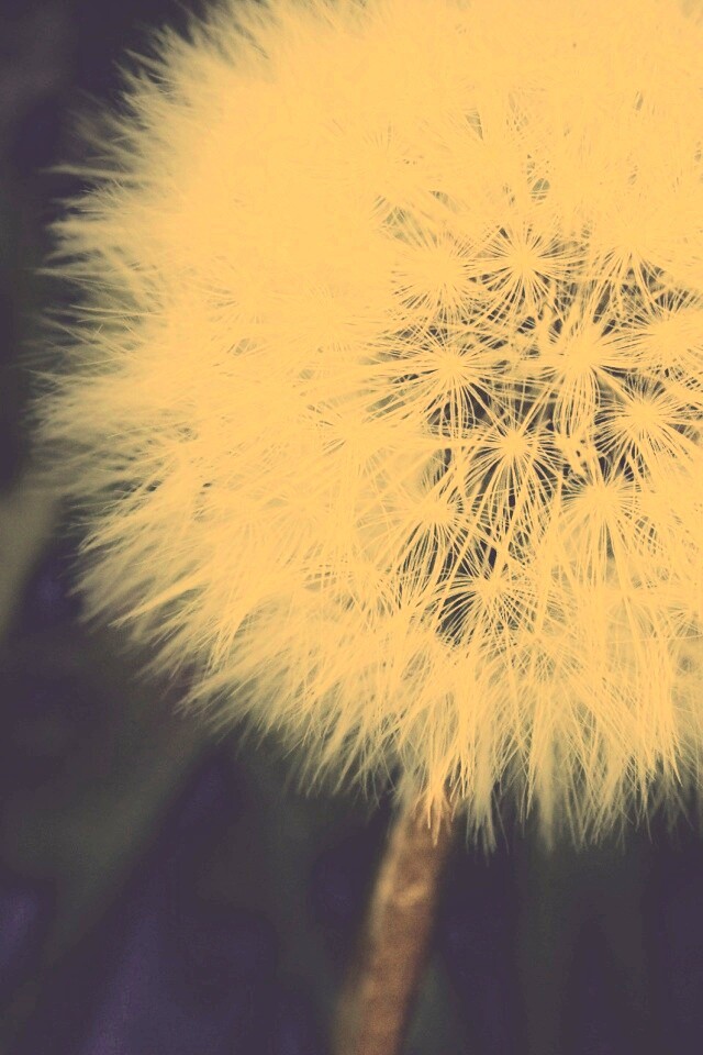 Одуванчик обои