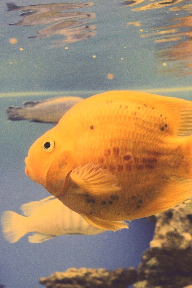 Жёлтая рыбка обои