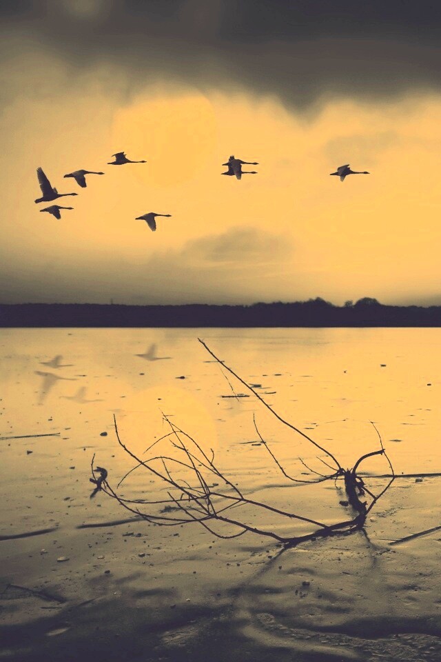 Полет птиц над озером обои
