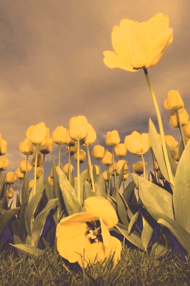 Жёлтые тюльпаны обои