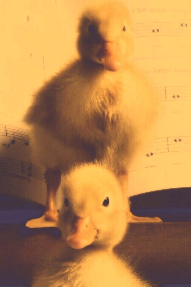 Музыкальные утята обои