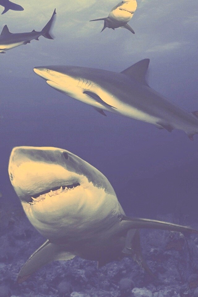 Стая акул обои