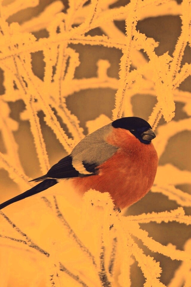 Снегирь на ветке обои