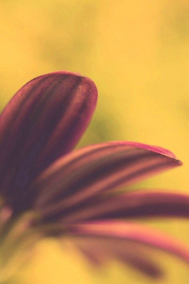 Макро фото цветка обои