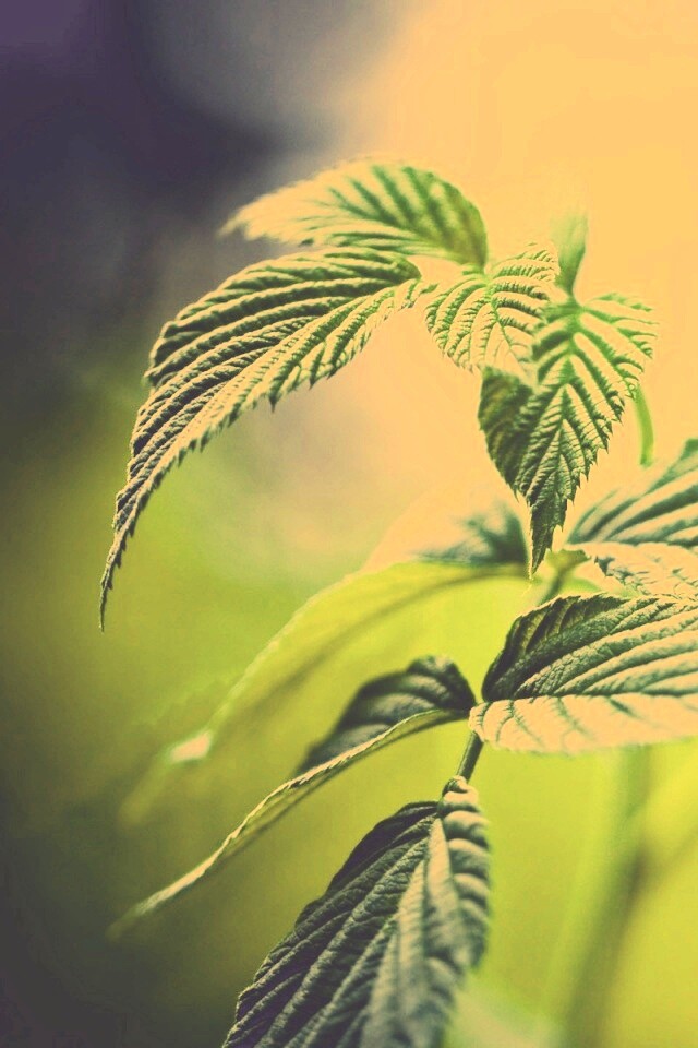 Листья малины обои