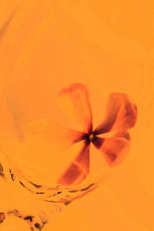 Нежный цветок в бокале на фоне голубого неба обои