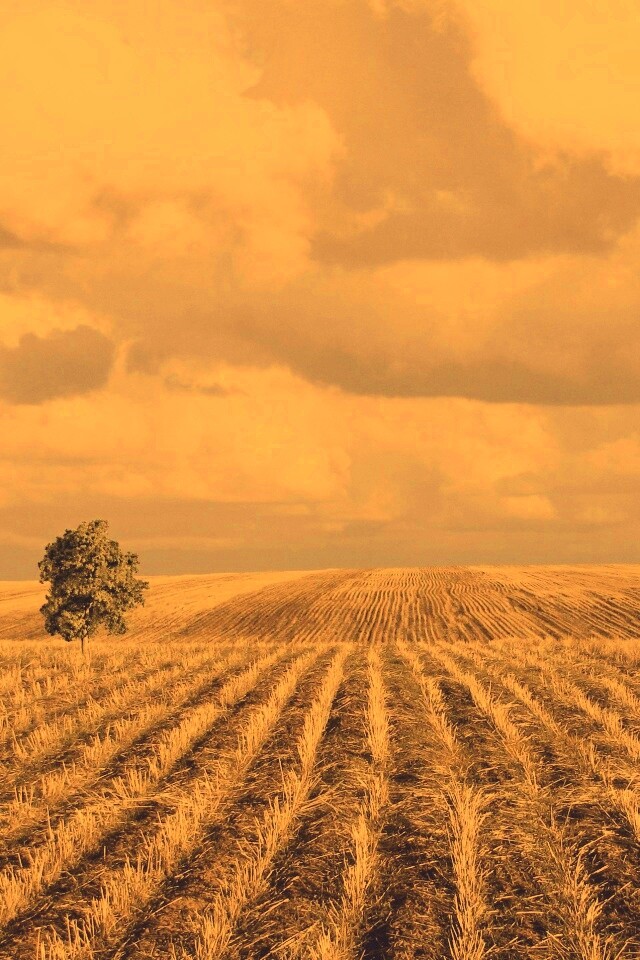 Дерево в поле обои