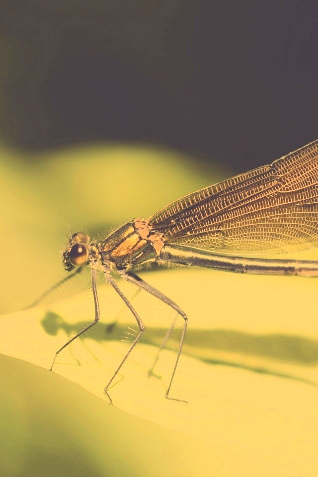 Стрекоза на листе обои