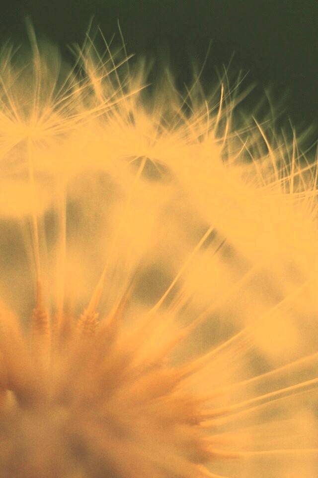 Макро фото одуванчика обои