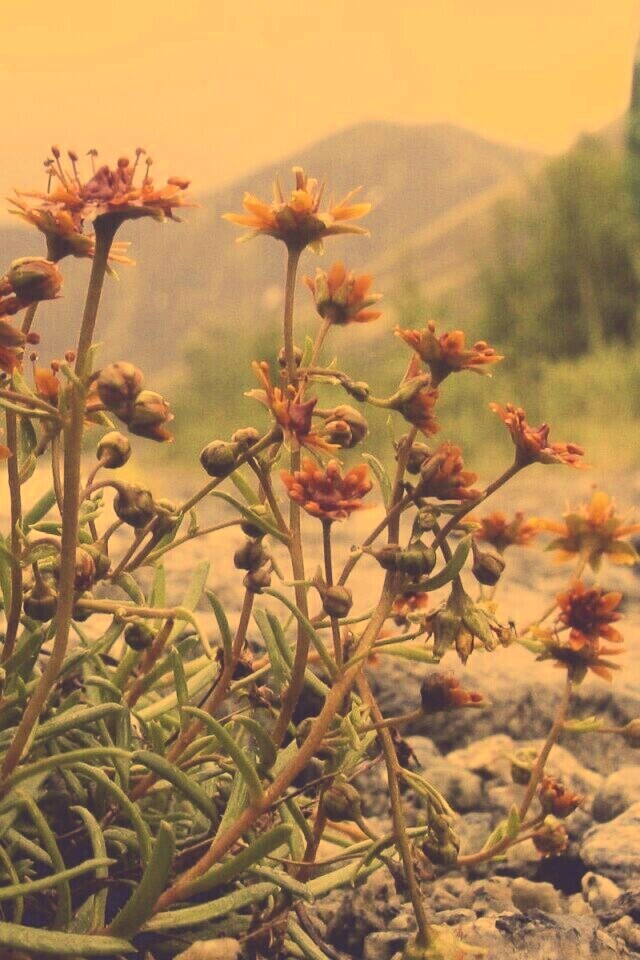 Горные цветы обои