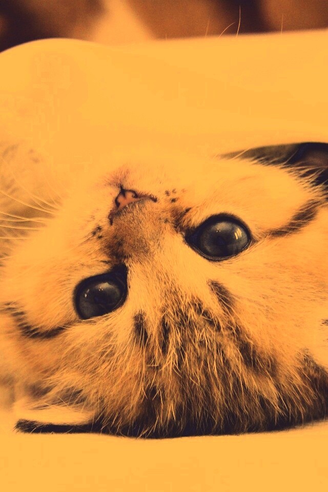 Котёнок вверх ногами обои