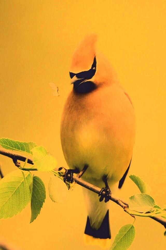 Оранжевая птичка обои