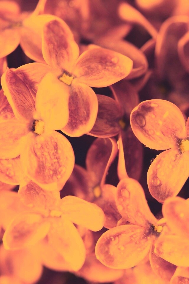 Цветы сирени обои