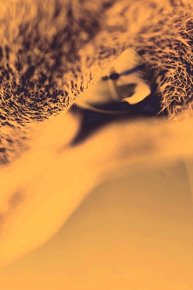 Макро фото мордашки кота обои