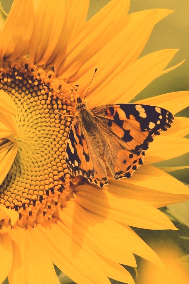 Бабочка на подсолнухе обои