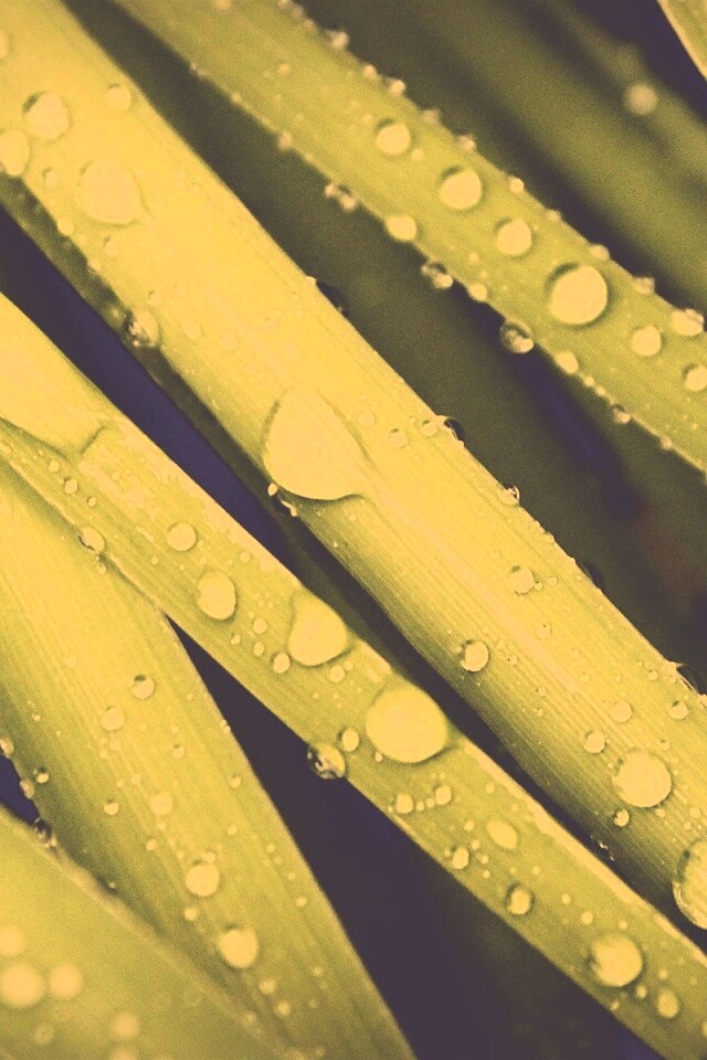 Капли на траве обои