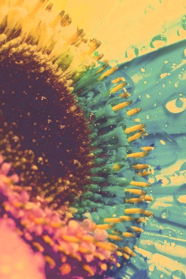 Цветик семицветик обои