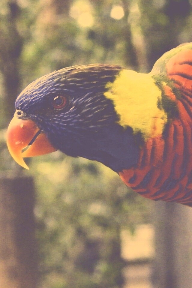 Попугай на канате обои