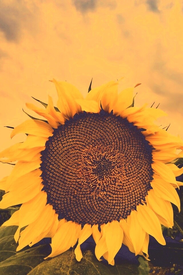 Подсолнухи обои