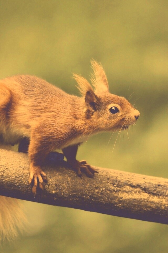 Белочка на ветке обои
