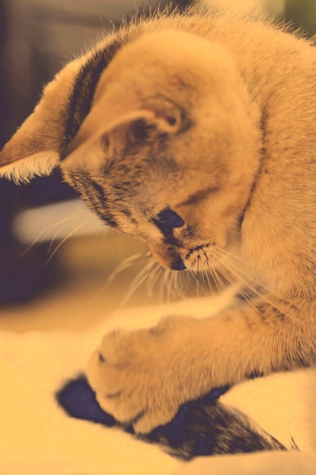 Маленький игруля обои