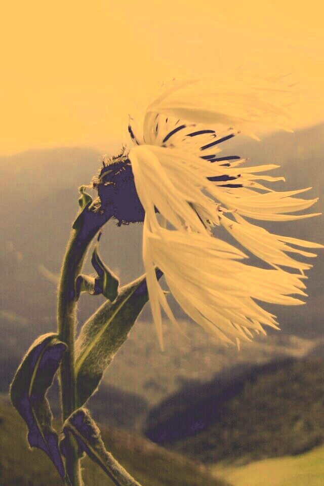 Горный цветок обои