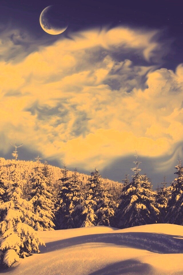 Зимний еловый лес обои